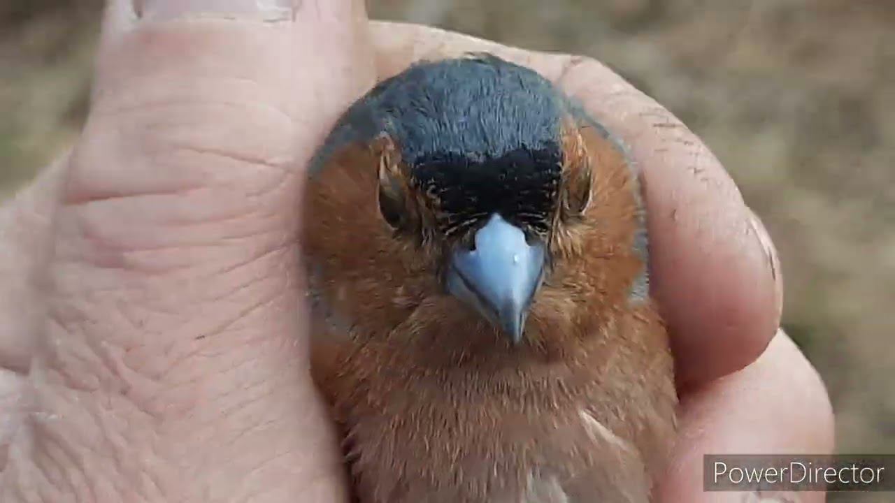 Ловля птиц. 01.05.2021год. смотреть онлайн