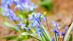 Spring 4K - Amazing Colors of Spring 4K Nature Relaxation Film - Relaxing Piano Music ( 4K UHD )