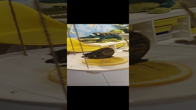 живая бабочка 🦋 Кушает....