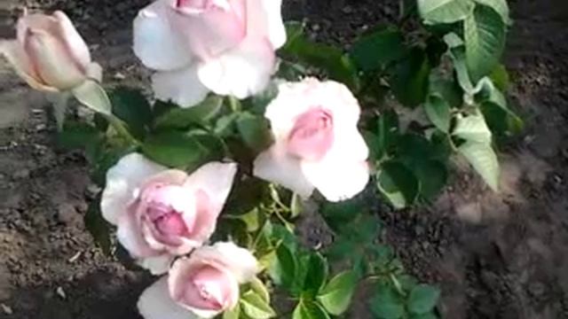 Букет нежных роз. смотреть онлайн