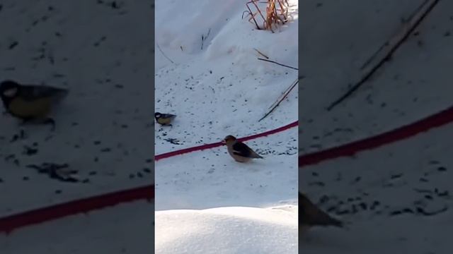 ДУБОНОС #дубонос #птицы #зимниептицы #птицадубонос смотреть онлайн