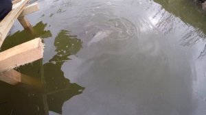 Закупка малька и запуск в дачный пруд карпа, толстолобика, белого амура.