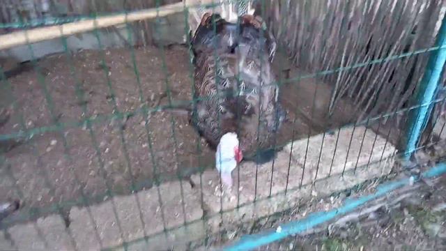 Смешной енот. Умный пони.Зоопарк на Белосарайской Косе. смотреть онлайн