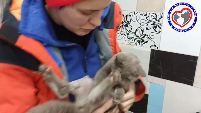 Карамелька. Полностью раздробленные лапки после падения,должны восстановиться. Помощь животным смотреть онлайн