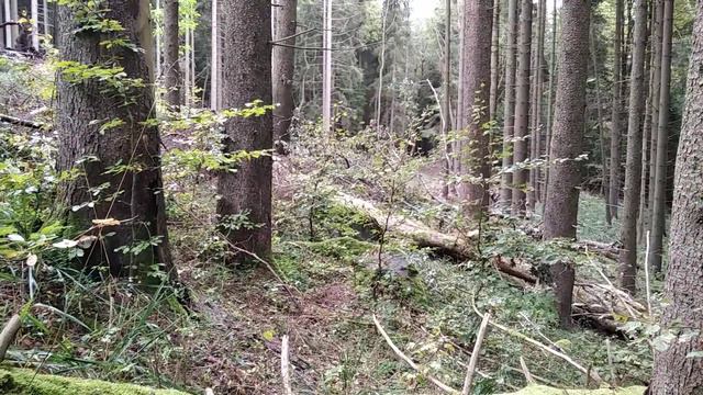 тем кто любит лес! смотреть онлайн