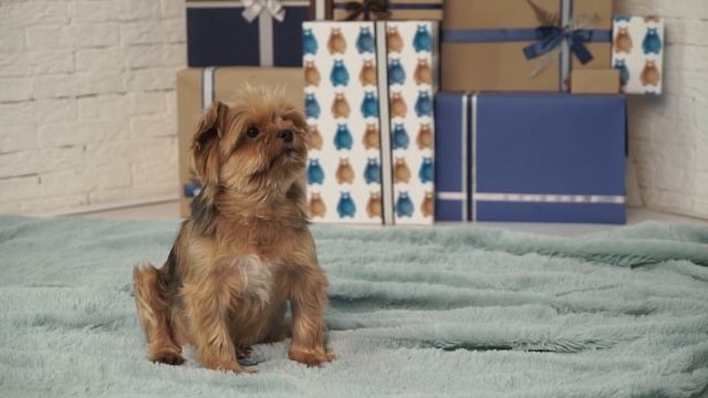 ГЛИСТЫ У СОБАКИ симптомы и лечение в домашних условиях. Как не заразиться глистами от собаки смотреть онлайн