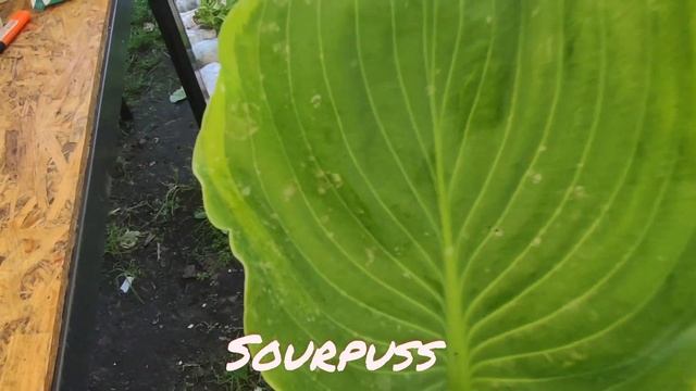 Распаковка вторая часть... хосты от Frances Hostas...#hosta#новыесорта#francesHostas#