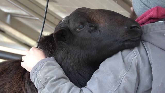 Ice Storm | Off Grid Solar Power Down