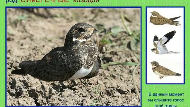 Козодой. 6 часть. Голоса птиц смотреть онлайн