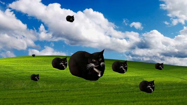 Maxwell The Cat Dances In 360°