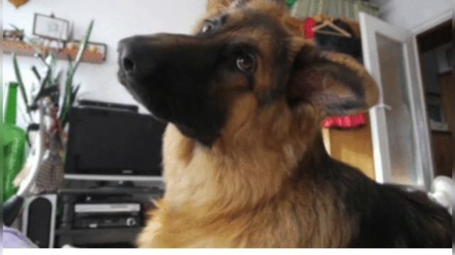 Интересный факт: "Фразеологизмы Часть 2" смотреть онлайн