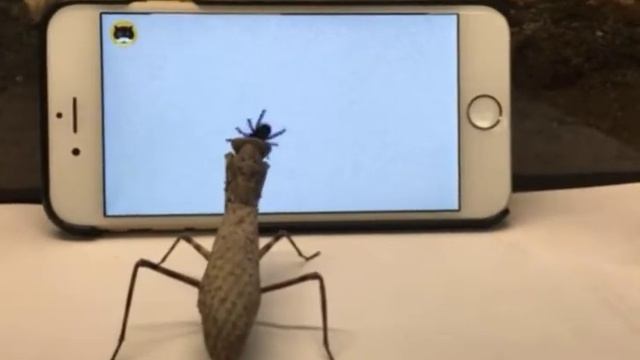 Люди издеваются над насекомыми🦗. смотреть онлайн