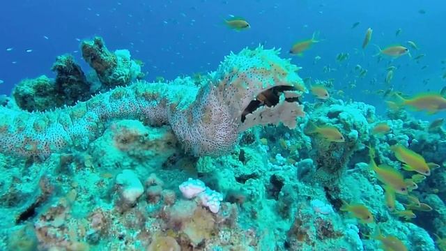 Дайвинг в Дахабе  / Тест света трёх лам с  камерой GoPro 3+