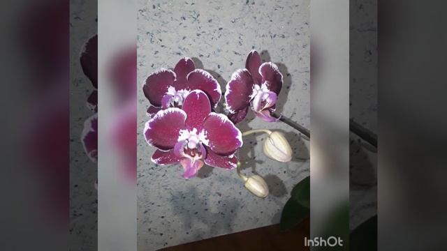 ??Орхидея Angers. Первое домашнее цветение!!! смотреть онлайн