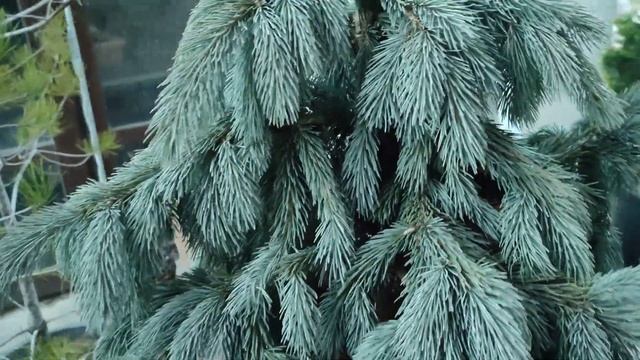 обзор Ель Энгельмана Глаука (Picea engelmani Glauca) посадка и уход. смотреть онлайн