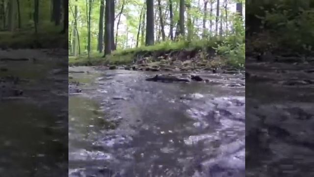 Звуки природы, шум леса, птиц и воды и музыки. смотреть онлайн