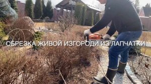 Весенняя обрезка хвойных и лиственных кустарников