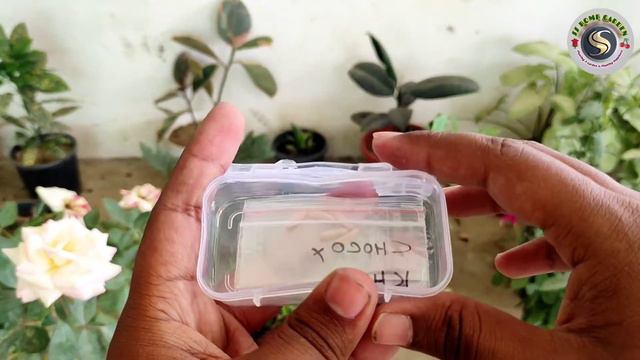 मिल ही गए मुझे Black Adenium Arabicum के Seeds | घर बैठे यहां से मंगाइये Thai Adenium Seeds смотреть онлайн