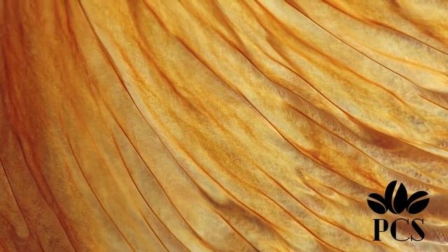 Кофе SPECIALTY PREMIUM ARABICA из Бразилии, Колумбии и Эфиопии. смотреть онлайн
