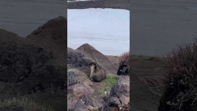 Черношапочный сурок и его идеальные формы ❤️ #камчатка смотреть онлайн