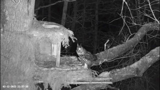Eagle Owl Calling His Mate ? 02/12/23 22:33 смотреть онлайн