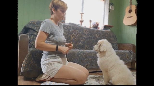 Обучение щенка с первых дней смотреть онлайн