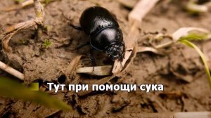 Мистер Жук