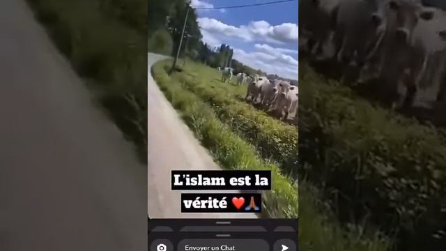 коровы идут на чтение Корана смотреть онлайн