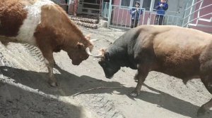 Бежта бои быков, бык Загала, Бежта, Дагестан. 2019г