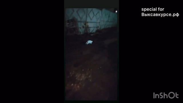 Выксавкурсе.рф: Кадр дня: «Следуй за белым кроликом» смотреть онлайн