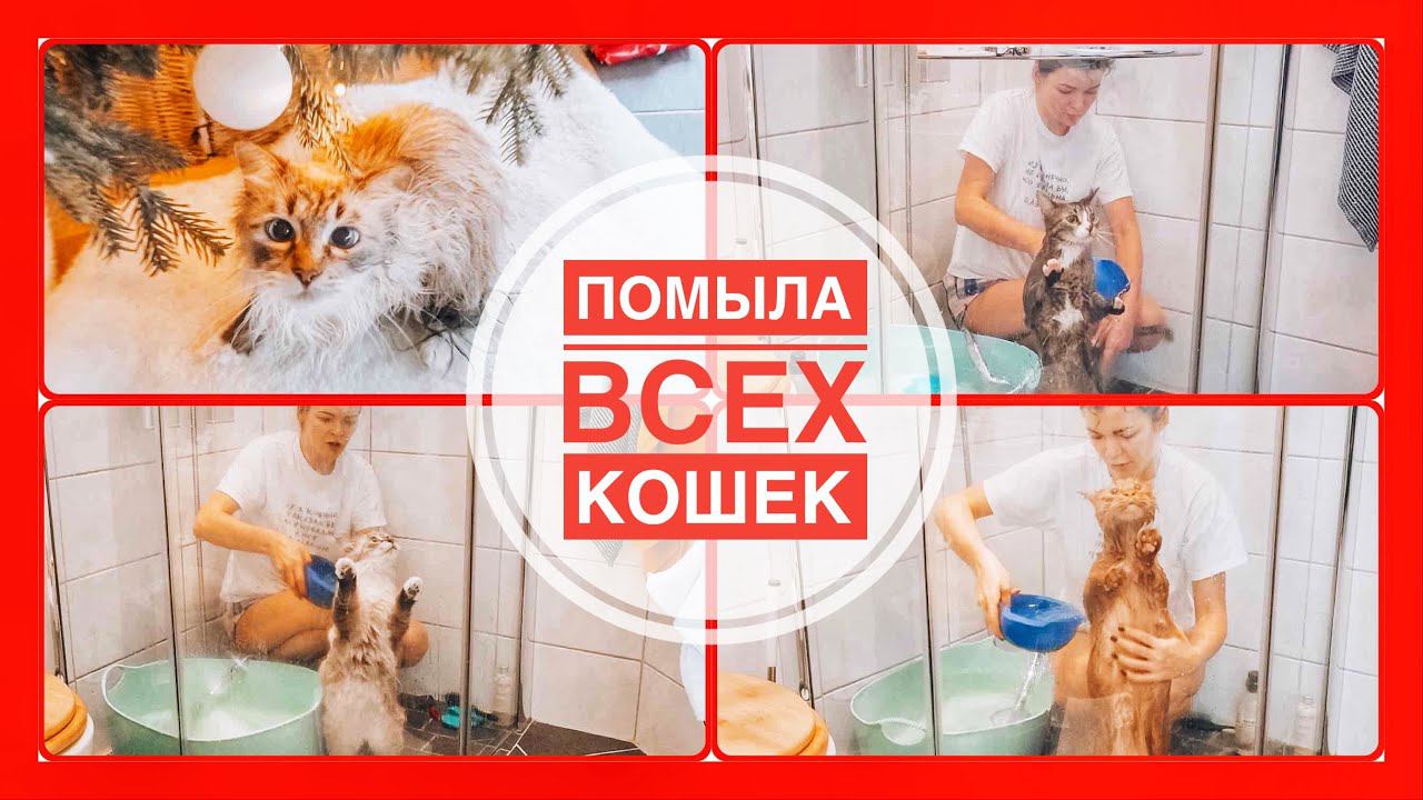 VLOGMAS #18 (2020) | Как я мою кошек | Вместе в шведский продуктовый | Паста со вкусом чизбургера