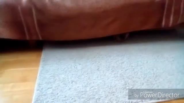 Игривый абиссинский котёнок смотреть онлайн