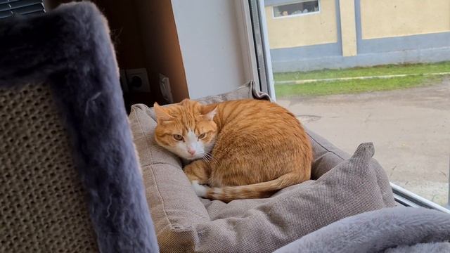 Маня и Рыжик смотреть онлайн