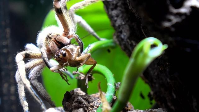 The Phoneutria Fera