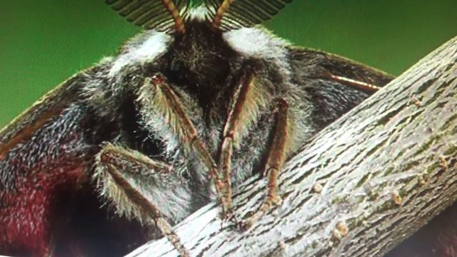 В Подмосковье нашествие бабочек-шелкопрядов смотреть онлайн