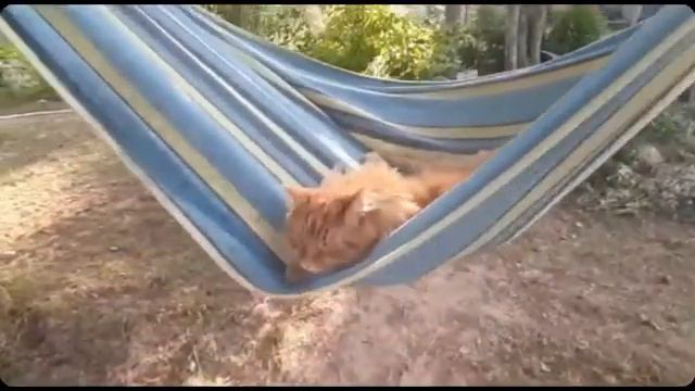 Кот катается в гамаке😺/ Кот и гамак смотреть онлайн