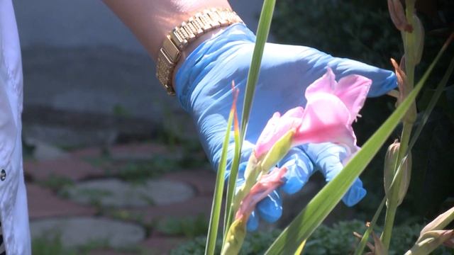 Как ухаживать за гладиолусами летом смотреть онлайн