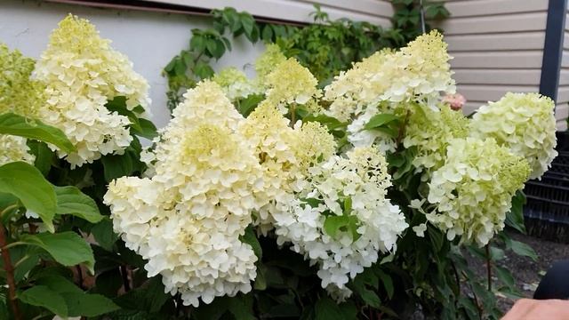 Шугар Раш. Снежная королева среди метельчатых гортензий