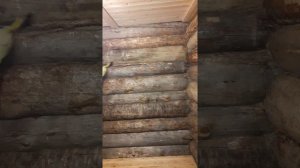 Как убрать плесень и грибок с древесины