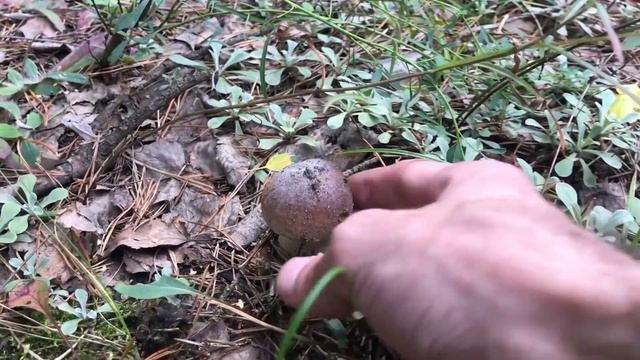 ГРИБНОЕ БЕЗУМИЕ! БЕЛЫЕ ГРИБЫ ЗАХВАТИЛИ ВЕСЬ ЛЕС! МОЩНЕЙШАЯ ВОЛНА БЕЛЫХ ГРИБОВ! смотреть онлайн