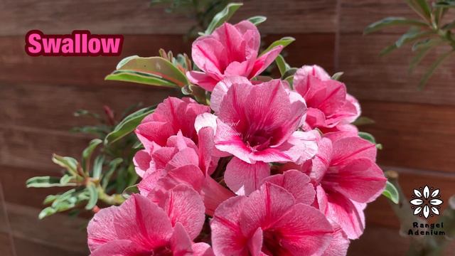 Swallow - www.RangelAdenium.com.Br смотреть онлайн
