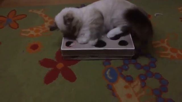 simple handmade toy for cat смотреть онлайн