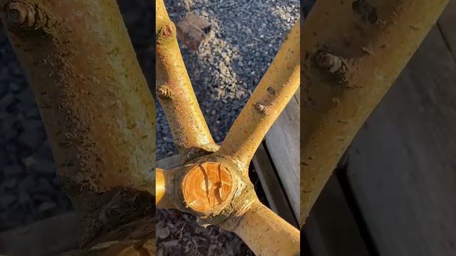 С чего начать обрезку? смотреть онлайн