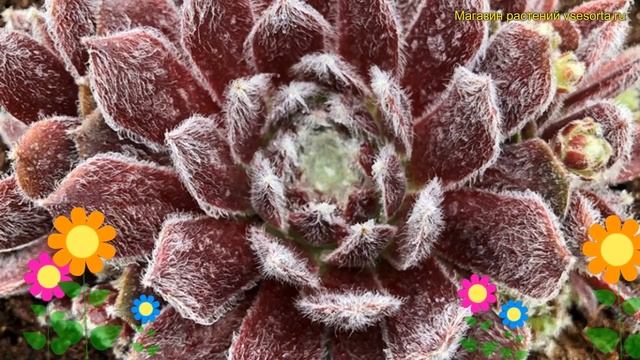Молодило паутинистое Рубин. Краткий обзор, описание характеристик sempervivum arachnoideum Rubin смотреть онлайн