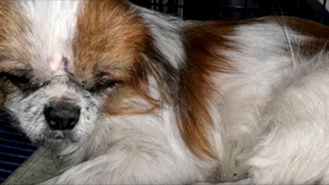 Собаку выбросили на ходу из машины, она страдала, а люди проезжали мимо... смотреть онлайн