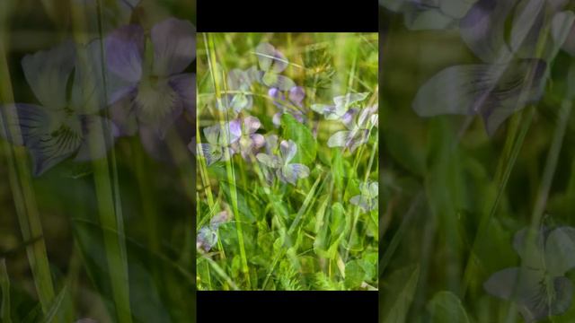 Lehto-Orvokki | Viola mirabilis @Finland смотреть онлайн