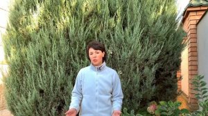 Желтеют хвойные осенью. Причины пожелтения туи, кипарисовика, сосны...