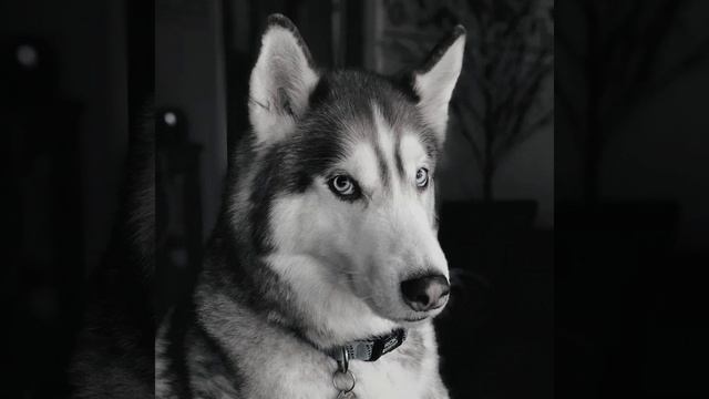 Groovy Calm Puppies смотреть онлайн