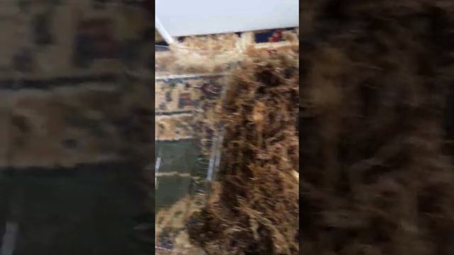 JOOM арқылы тапсырыспен алынған гүл ұрықтары... смотреть онлайн