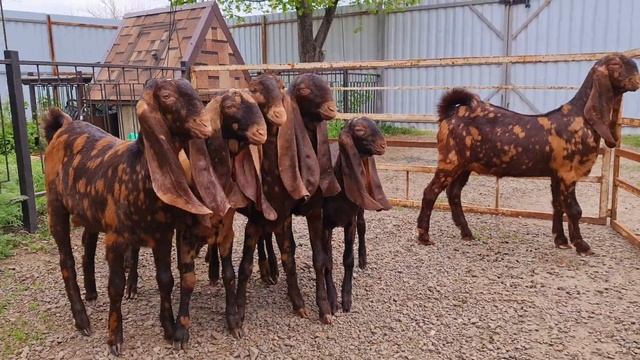 Козы камори. смотреть онлайн